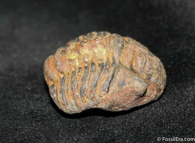 Trilobite Pennaia Verneuili From Bolovia (Partial) #1048